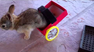 The Bunny Video To End All Bunny Videos